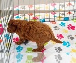 Small #1 Cavapoo mix (+ Poodle Miniature)