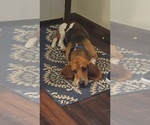 Small Photo #1 Basset Hound Puppy For Sale in CINCINNATUS, NY, USA