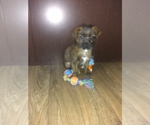 Poodle (Toy) Puppy for sale in LAPEER, MI, USA