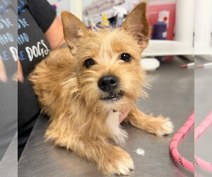 Mutt Dogs for adoption in Lawrenceville, NJ, USA