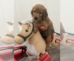 Puppy Puppy 2 Golden Retriever