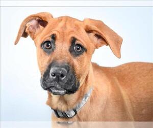 Black Mouth Cur-Unknown Mix Dogs for adoption in Fort Collins, CO, USA