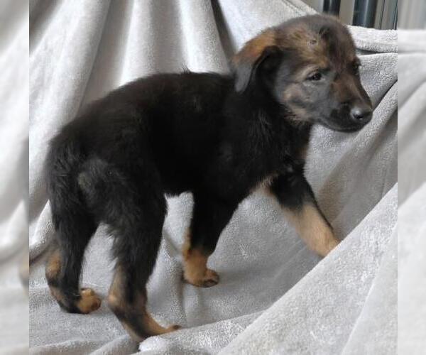 Medium Photo #1 Mutt Puppy For Sale in Thief River Falls, MN, USA