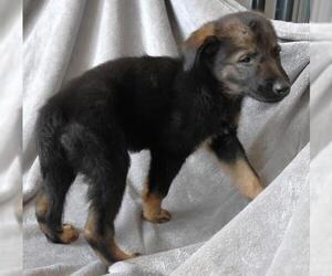 Mutt Dogs for adoption in Thief River Falls, MN, USA