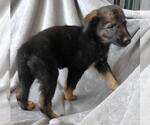 Small Mutt
