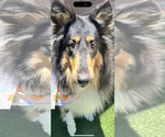 Small #1 Collie