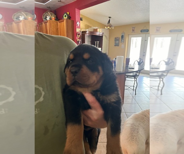 Medium Photo #1 Rottweiler Puppy For Sale in SARASOTA, FL, USA