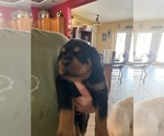 Puppy Puppy 1 Boy 1 Rottweiler