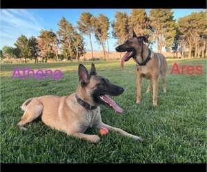 Mother of the Belgian Malinois puppies born on 09/16/2022