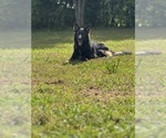 Small Photo #1 German Shepherd Dog Puppy For Sale in DOTHAN, AL, USA
