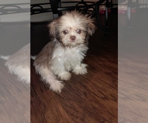 Shih Tzu Puppy for sale in SHELBY, NC, USA