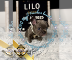 Small #3 French Bulldog
