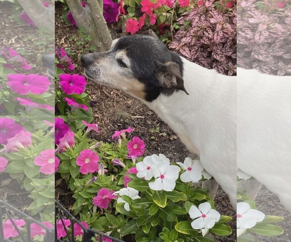 Medium Photo #3 Rat Terrier Puppy For Sale in oakland, FL, USA
