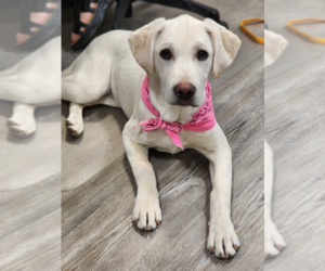 Labrador Retriever Dogs for adoption in Emmett, ID, USA