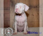 Small #2 Staffordshire Bull Terrier Mix
