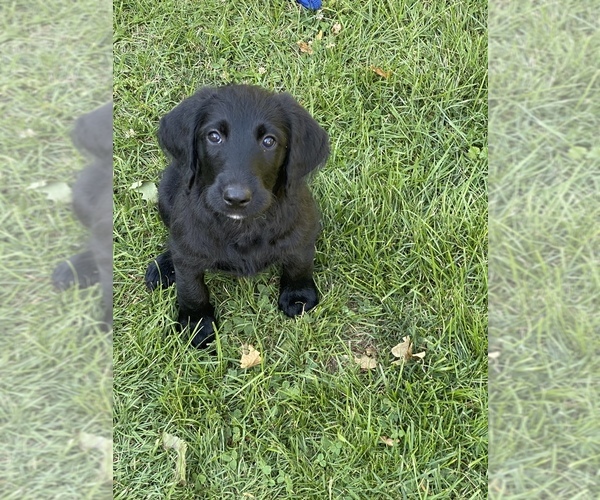 Medium Photo #8 Labradoodle Puppy For Sale in JONES, MI, USA