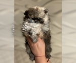 Small Photo #1 Pomeranian Puppy For Sale in BRICK, NJ, USA