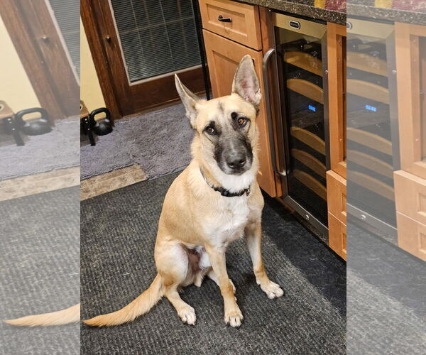 Medium Photo #8 Mutt Puppy For Sale in Stevens Point, WI, USA