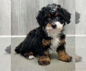Bernedoodle (Miniature) Puppy for sale in SOUTH ORANGE, NJ, USA