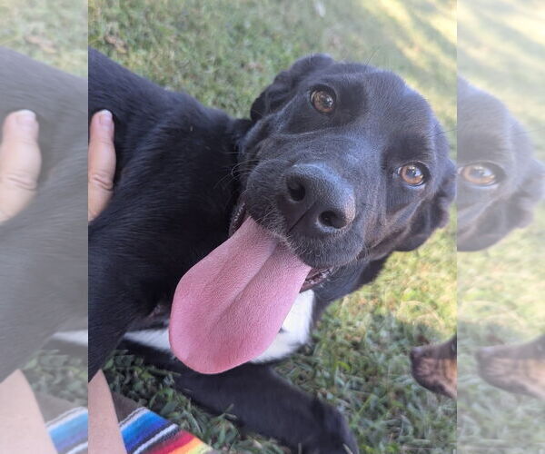 Medium Photo #1 Labrador Retriever-Unknown Mix Puppy For Sale in Oakhurst, NJ, USA
