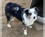 Small Photo #1 Miniature Australian Shepherd Puppy For Sale in FORT MORGAN, CO, USA