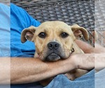 Small #1 Boxer Mix