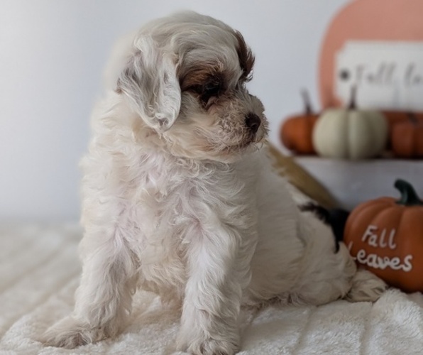 Medium Photo #4 ShihPoo Puppy For Sale in GOSHEN, IN, USA