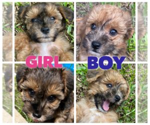 -Havanese Mix Puppy for sale in WINTER HAVEN, FL, USA