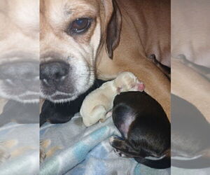 Mother of the Chiweenie puppies born on 06/17/2025