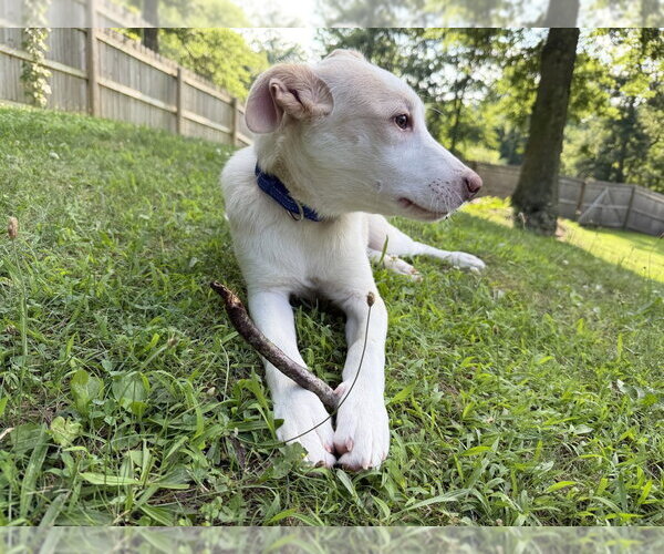 Medium Photo #12 Basenji-Labrador Retriever Mix Puppy For Sale in Brewster, NY, USA