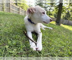 Small #11 Basenji-Labrador Retriever Mix
