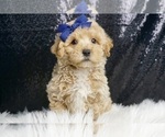 Puppy Enzo F1 Maltipoo