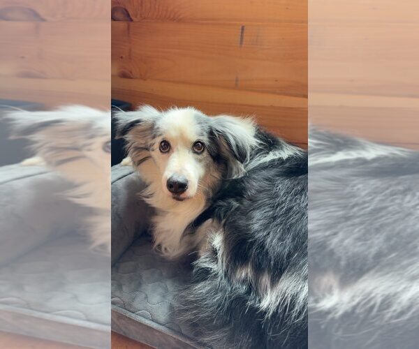 Medium Photo #14 Australian Shepherd-Unknown Mix Puppy For Sale in New York, NY, USA