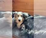 Small #13 Australian Shepherd Mix