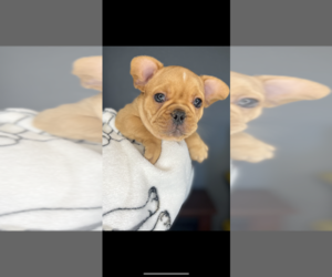 French Bulldog Puppy for sale in MIAMI BEACH, FL, USA