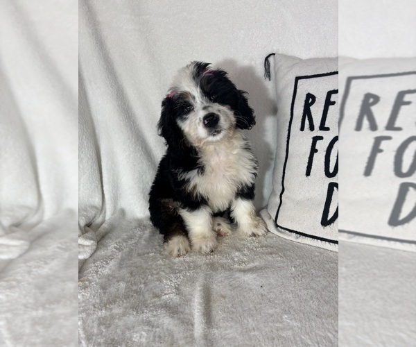 Medium Photo #4 Bernedoodle Puppy For Sale in GREENFIELD, IN, USA