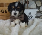 Small Photo #4 F2 Aussiedoodle Puppy For Sale in HONEY BROOK, PA, USA