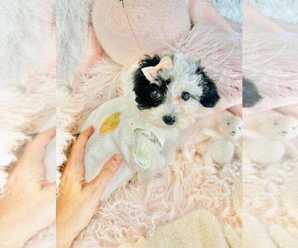 Medium Photo #4 Poodle (Toy) Puppy For Sale in THONOTOSASSA, FL, USA