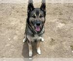 Small German Shepherd Dog