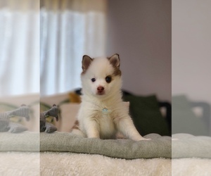 Pomsky Puppy for Sale in BURNS TOWNSHIP, Minnesota USA