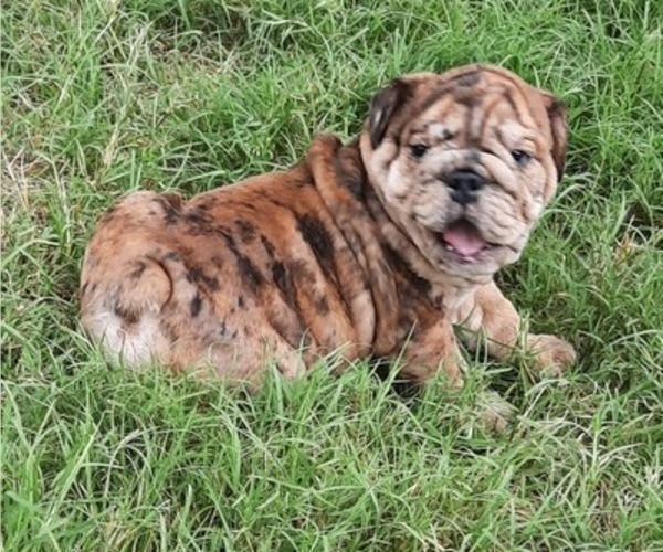 Medium Photo #13 Bulldog Puppy For Sale in GREEN FOREST, AR, USA