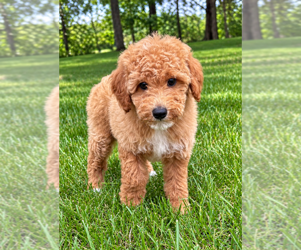 Medium Photo #4 Poodle (Miniature) Puppy For Sale in FAIR HAVEN, MI, USA