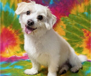 Shih Tzu-Unknown Mix Dogs for adoption in Spring Lake, NJ, USA
