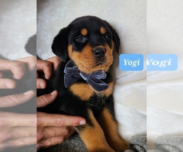 Full screen Photo #9 Rottweiler Puppy For Sale in MIDDLEBURY, IN, USA