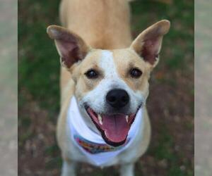 American Staffordshire Terrier-Unknown Mix Dogs for adoption in San Antonio, TX, USA