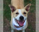 Small American Staffordshire Terrier Mix