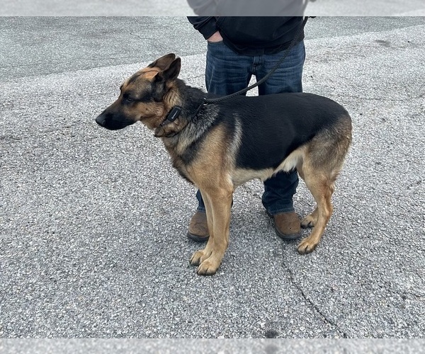 Medium Photo #1 German Shepherd Dog Puppy For Sale in WOODBRIDGE, VA, USA