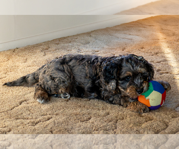 Medium Photo #3 Bernedoodle (Miniature) Puppy For Sale in ROY, UT, USA