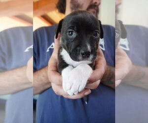 American Pit Bull Terrier-American Staffordshire Terrier Mix Dogs for adoption in Chester, VA, USA
