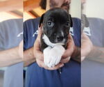 Small American Pit Bull Terrier-American Staffordshire Terrier Mix
